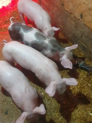 Purcei de vanzare. - imagine 5