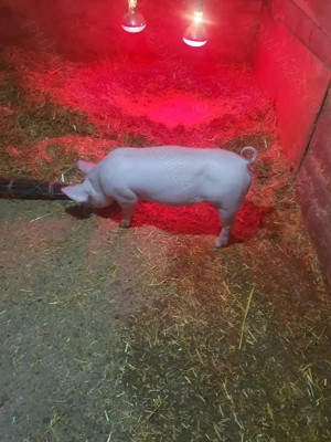 Purcei de vanzare. - imagine 4