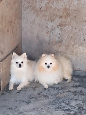 pomeranian spitz pitic  - imagine 2