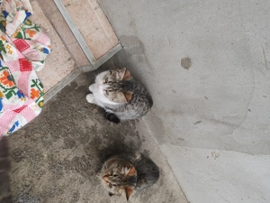 Donez pui de pisică rasă comună  - imagine 2