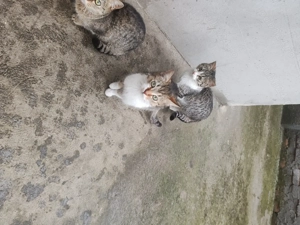 Donez pui de pisică rasă comună  - imagine 3