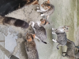 Donez pui de pisică rasă comună  - imagine 4