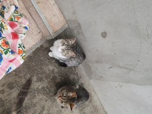 Donez pui de pisică rasă comună 