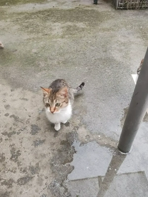 Donez pui de pisică rasă comună  - imagine 5