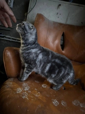 vînd femelă scottis fold