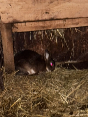 vînd rex pitic - imagine 2