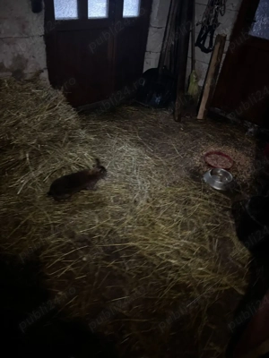 vînd rex pitic - imagine 3