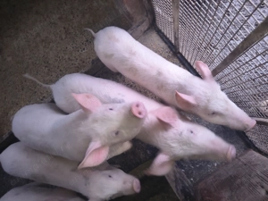 Se vinde purcei de 3 luni  - imagine 2