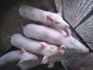 Se vinde purcei de 3 luni 