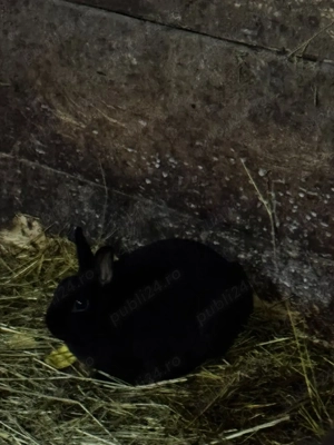 vînd rex pitic - imagine 5