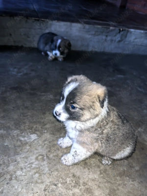 Vând cățeluși mascul și femela 