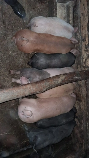 vând purcei de carne - imagine 2