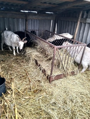 Vand capre  - imagine 2