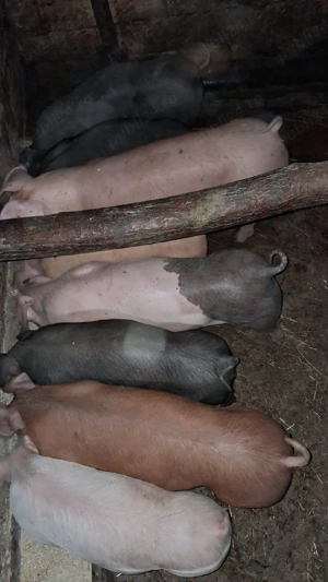 vând purcei de carne - imagine 3