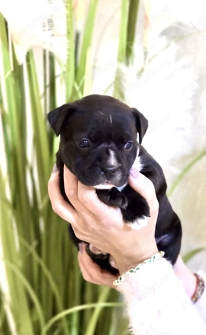 Staffordshire Bull Terrier femelă  - imagine 2