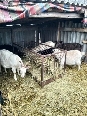 Vand capre  - imagine 3