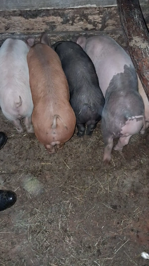 vând purcei de carne - imagine 4