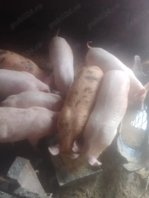 vând purcei de 10 săptămânii - imagine 3