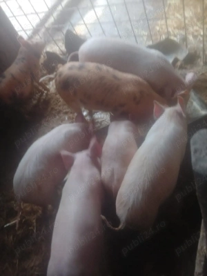 vând purcei de 10 săptămânii