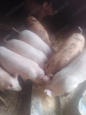 vând purcei de 10 săptămânii - imagine 2