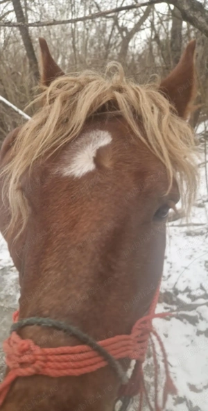 cal castrat de vanzare - imagine 4