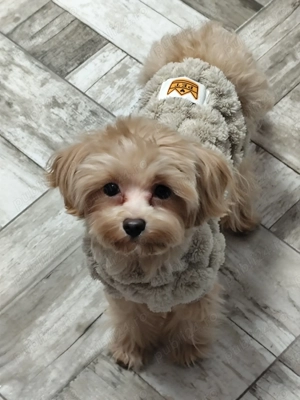 Cățel Maltipoo mini toy își caută o familie  - imagine 6