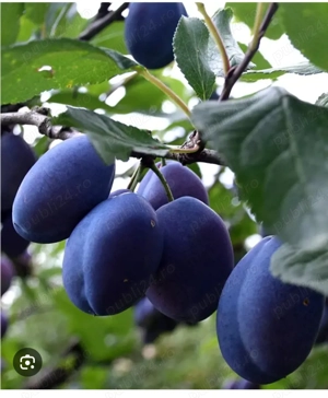  Țuică de prune şi mere 