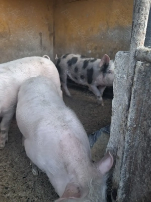 de vânzare 3 masculi 35...38  kg rasă marele alb și petrean ofer transport 