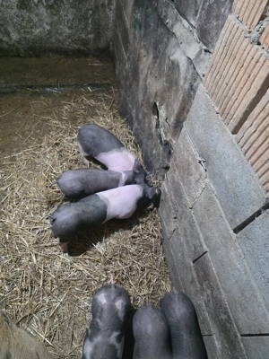 purceii de vanzare  - imagine 3