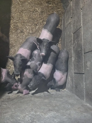 purceii de vanzare  - imagine 2