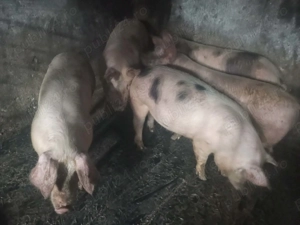 Vând porci 80-100