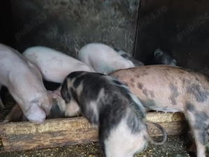 Grasuni de vanzare  - imagine 2