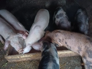 Grasuni de vanzare  - imagine 4