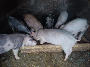 Grasuni de vanzare  - imagine 3