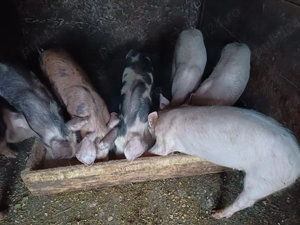 Grasuni de vanzare  - imagine 5