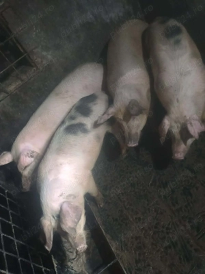 Vând porci 80-100 - imagine 5