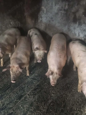 Vând porci 80-100 - imagine 7