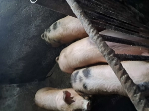 Vând porci 80-100 - imagine 13