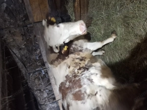 Vând vaca gestanta - imagine 4