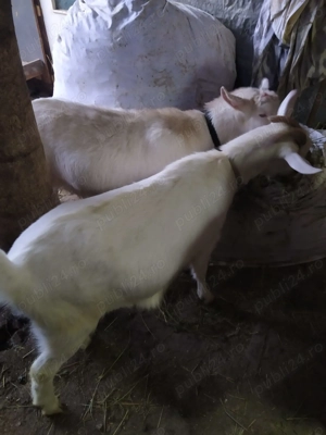 Vând capre rasa sannen - imagine 3