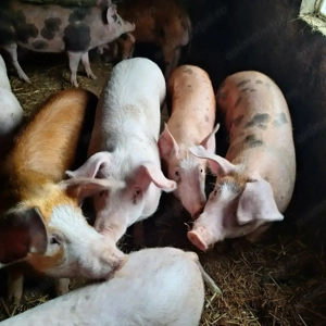 Vând 4 purcei grasuni