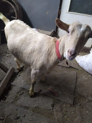 Vând capre rasa sannen - imagine 2