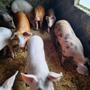 Vând 4 purcei grasuni - imagine 3