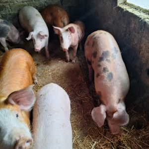 Vând 4 purcei grasuni - imagine 2