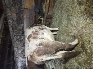 Vând vaca gestanta - imagine 2