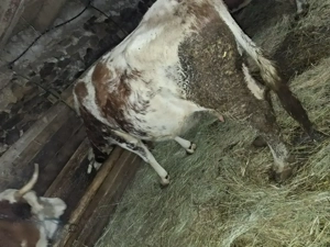 Vând vaca gestanta - imagine 3