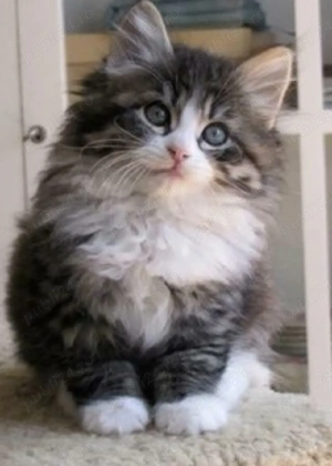 Siberiană de Pădure 