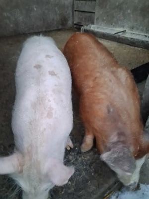 de vânzare 1 mascul curățat și 1 scrofiță ofer transport 