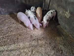 Vand purcei - imagine 2