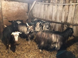 vand 8 capre  - imagine 3